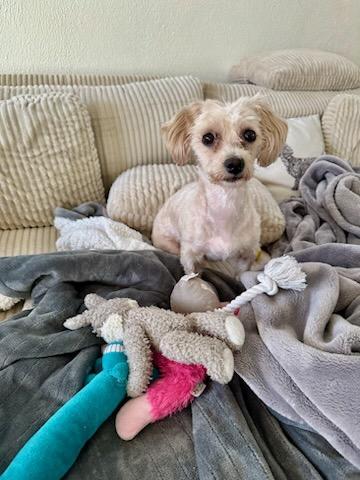 Enlarge POPPI   $425, an adopted mixed breed in Milwaukee, WI image 5/6