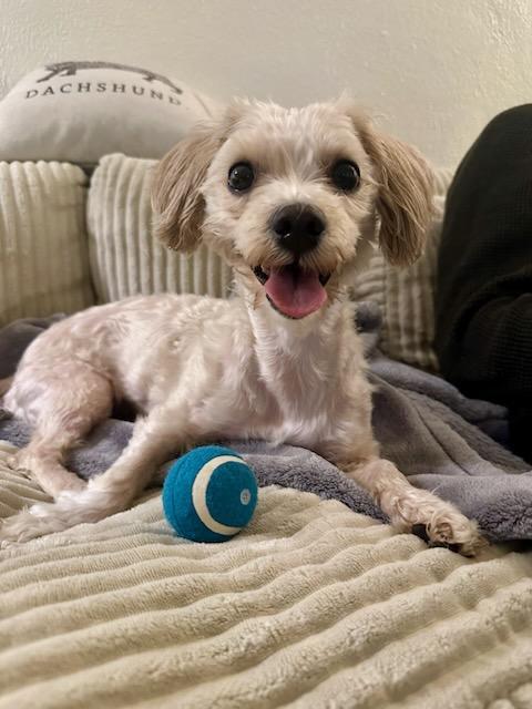 Enlarge POPPI   $425, an adopted mixed breed in Milwaukee, WI image 1/6