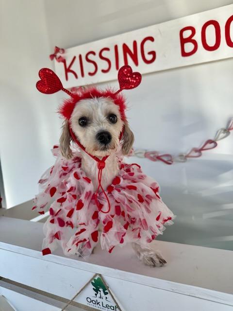 Enlarge POPPI   $425, an adopted mixed breed in Milwaukee, WI image 2/6