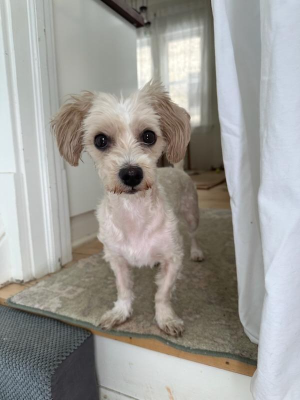 Enlarge POPPI   $425, an adopted mixed breed in Milwaukee, WI image 4/6