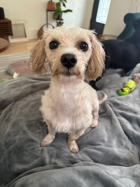 Enlarge POPPI   $425, an adopted mixed breed in Milwaukee, WI image 6/6