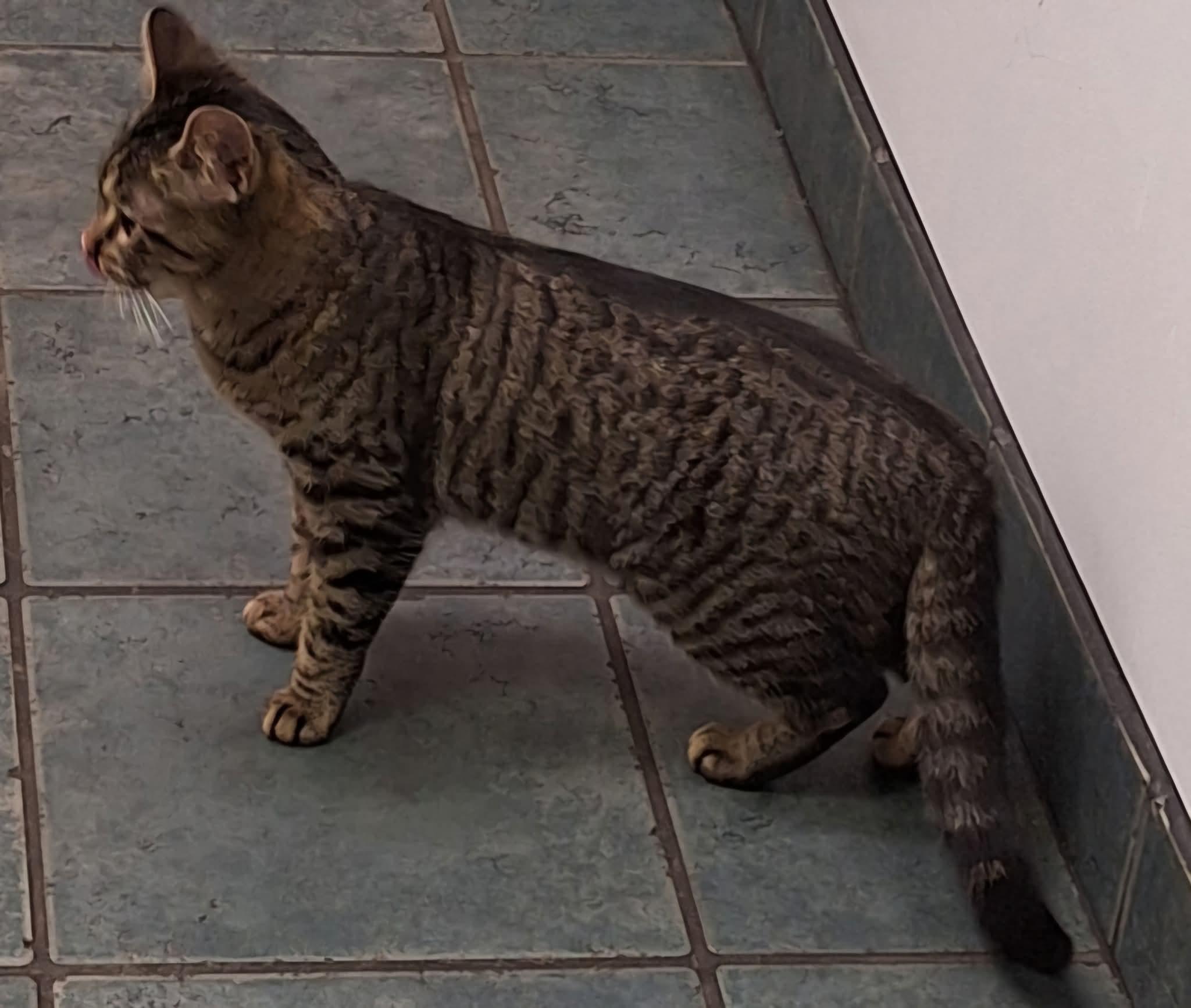 Beju, Baby Female Tabby