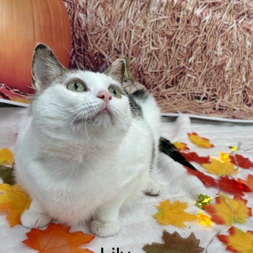 Lily, Adoptable, Adult Female Domestic Short Hair.