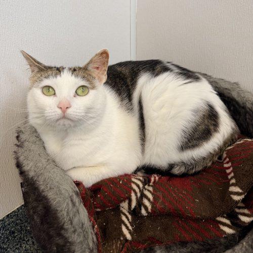 Enlarge Lily, a Adoptable Domestic Short Hair in Fishers, IN image 2/2