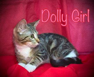 Dolly Girl, Adoptable, Young Female Domestic Short Hair.