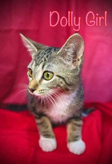 Enlarge Dolly Girl, a Adoptable Domestic Short Hair in Pleasanton, TX image 2/2