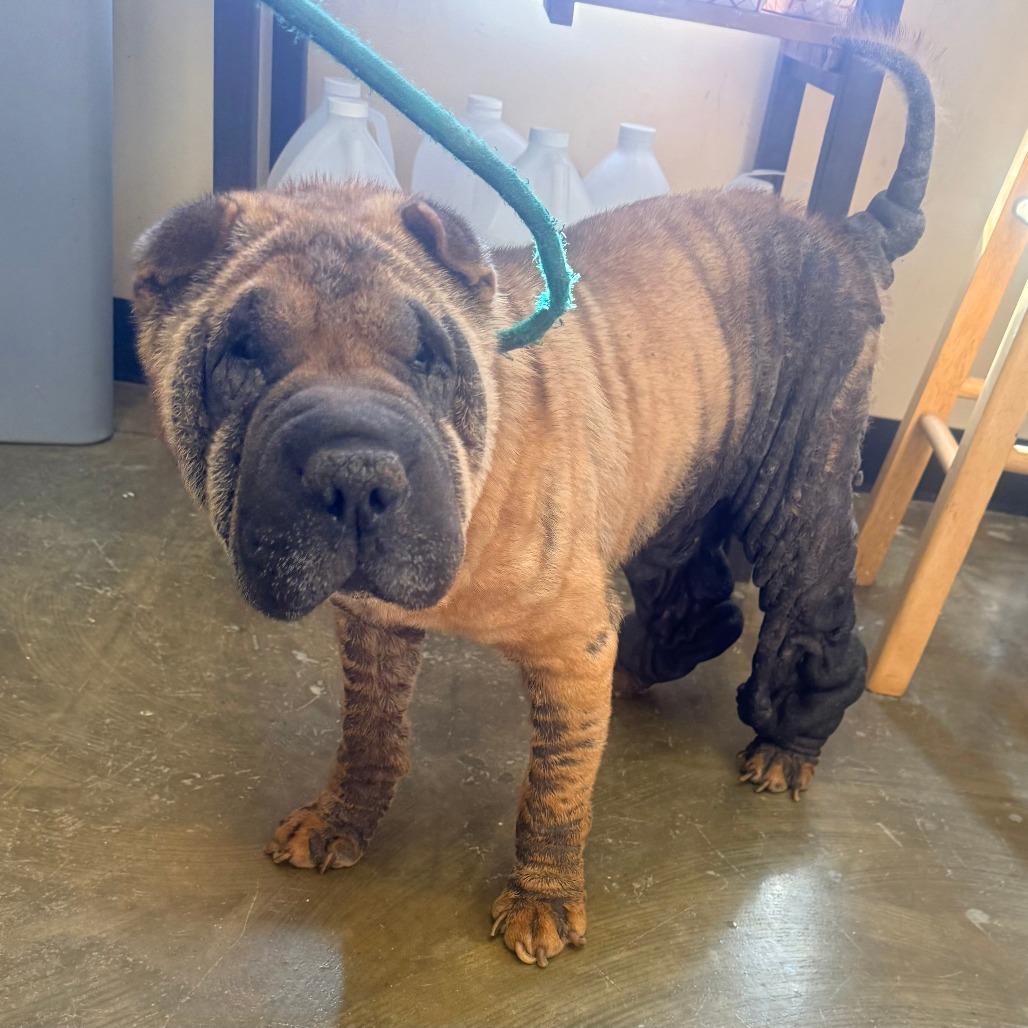 Uno, Adoptable, Adult Male Shar-Pei.