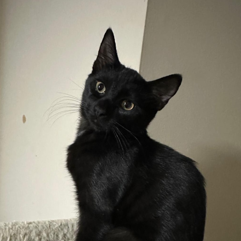 Enlarge Onyx, a Adoptable Domestic Short Hair in Lawrenceville, GA image 1/5