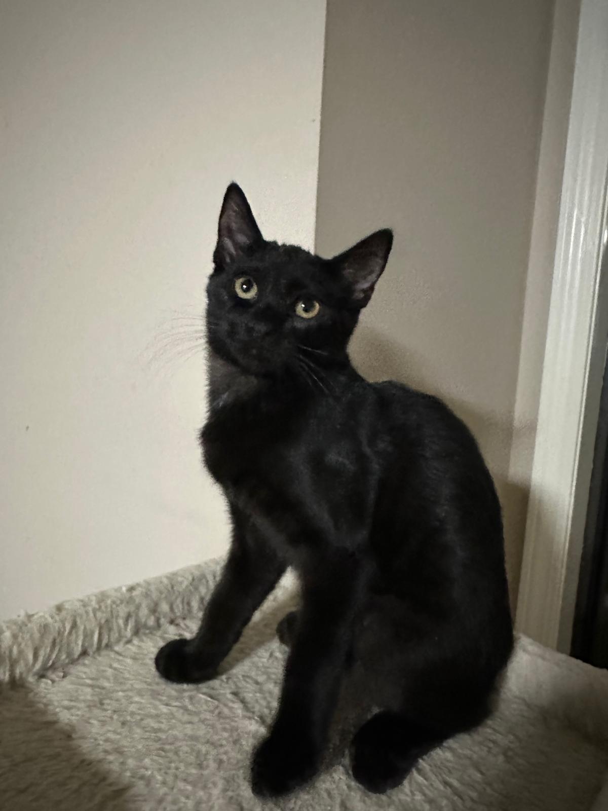 Enlarge Onyx, a Adoptable Domestic Short Hair in Lawrenceville, GA image 2/5