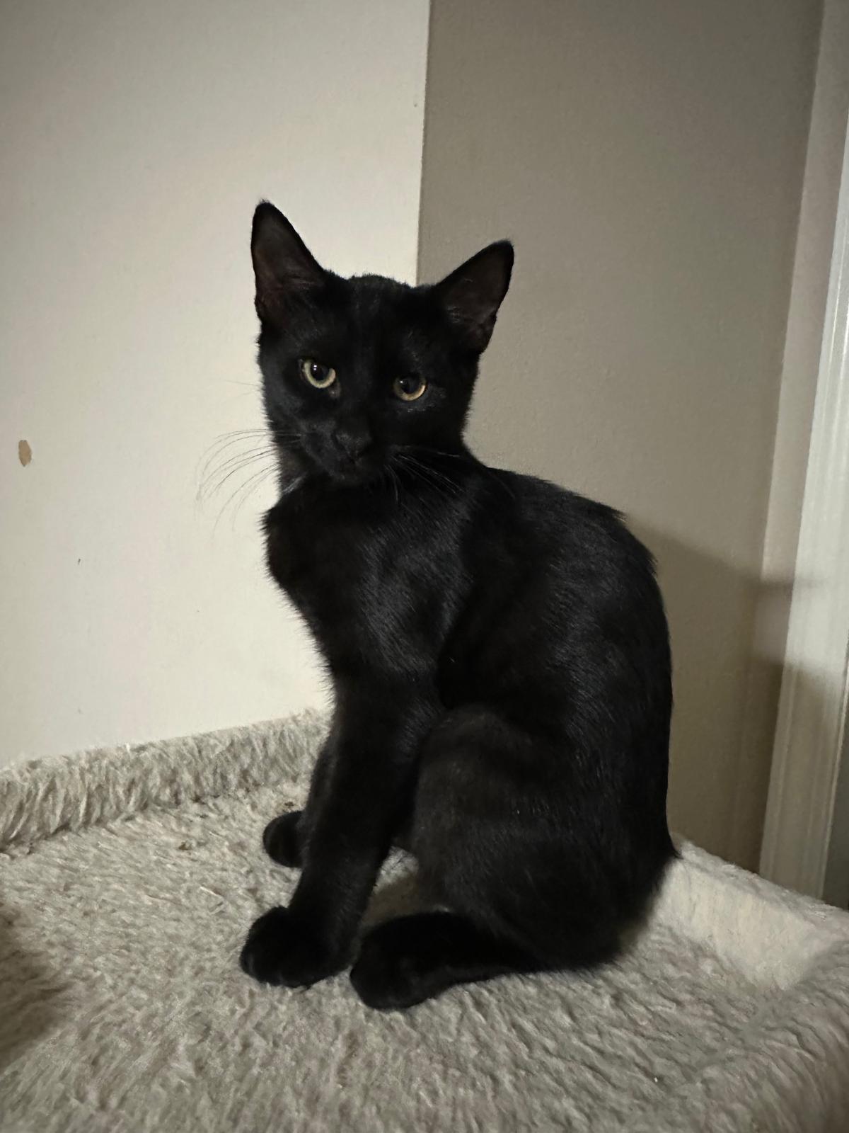 Enlarge Onyx, a Adoptable Domestic Short Hair in Lawrenceville, GA image 4/5