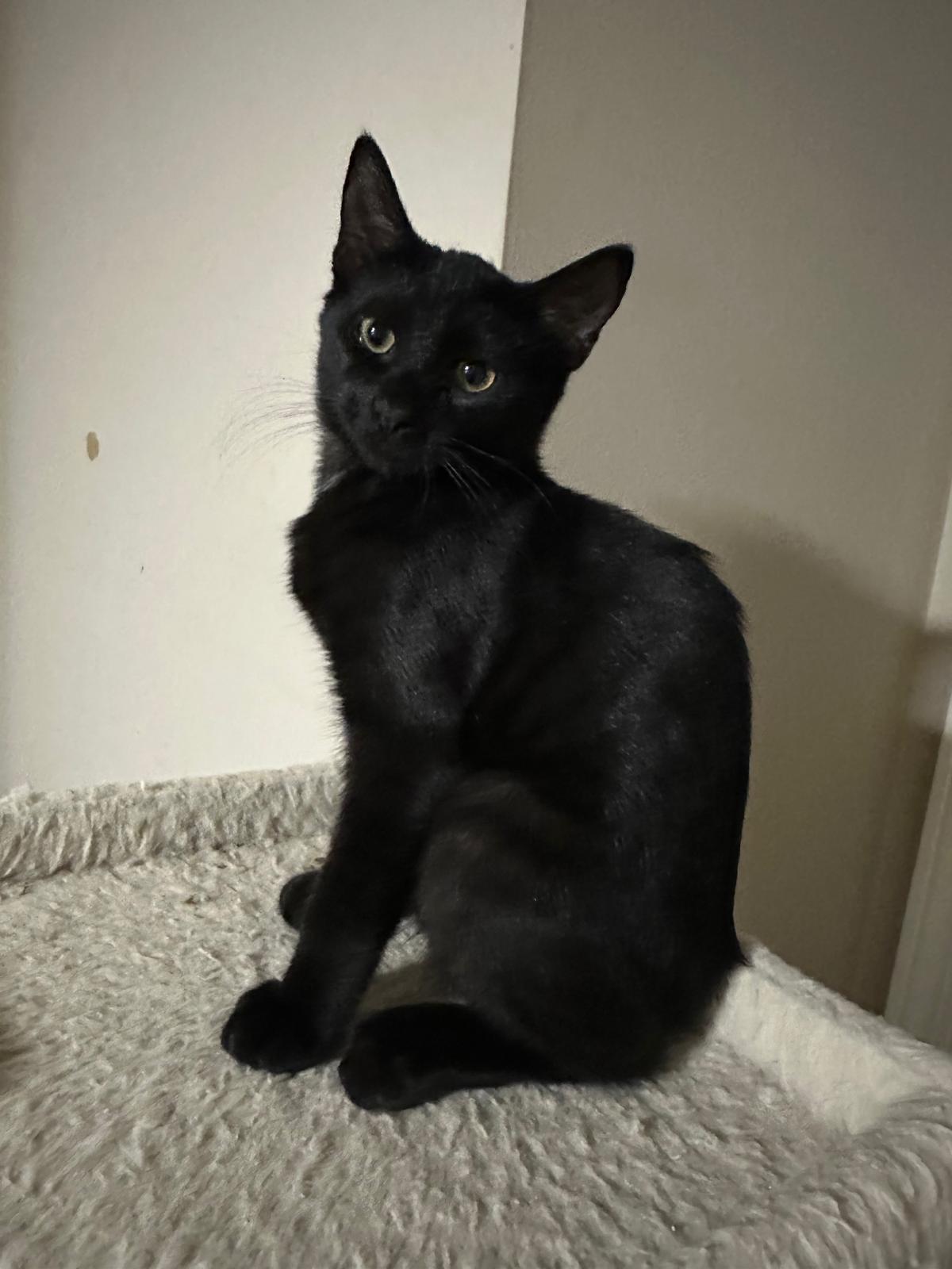 Enlarge Onyx, a Adoptable Domestic Short Hair in Lawrenceville, GA image 3/5