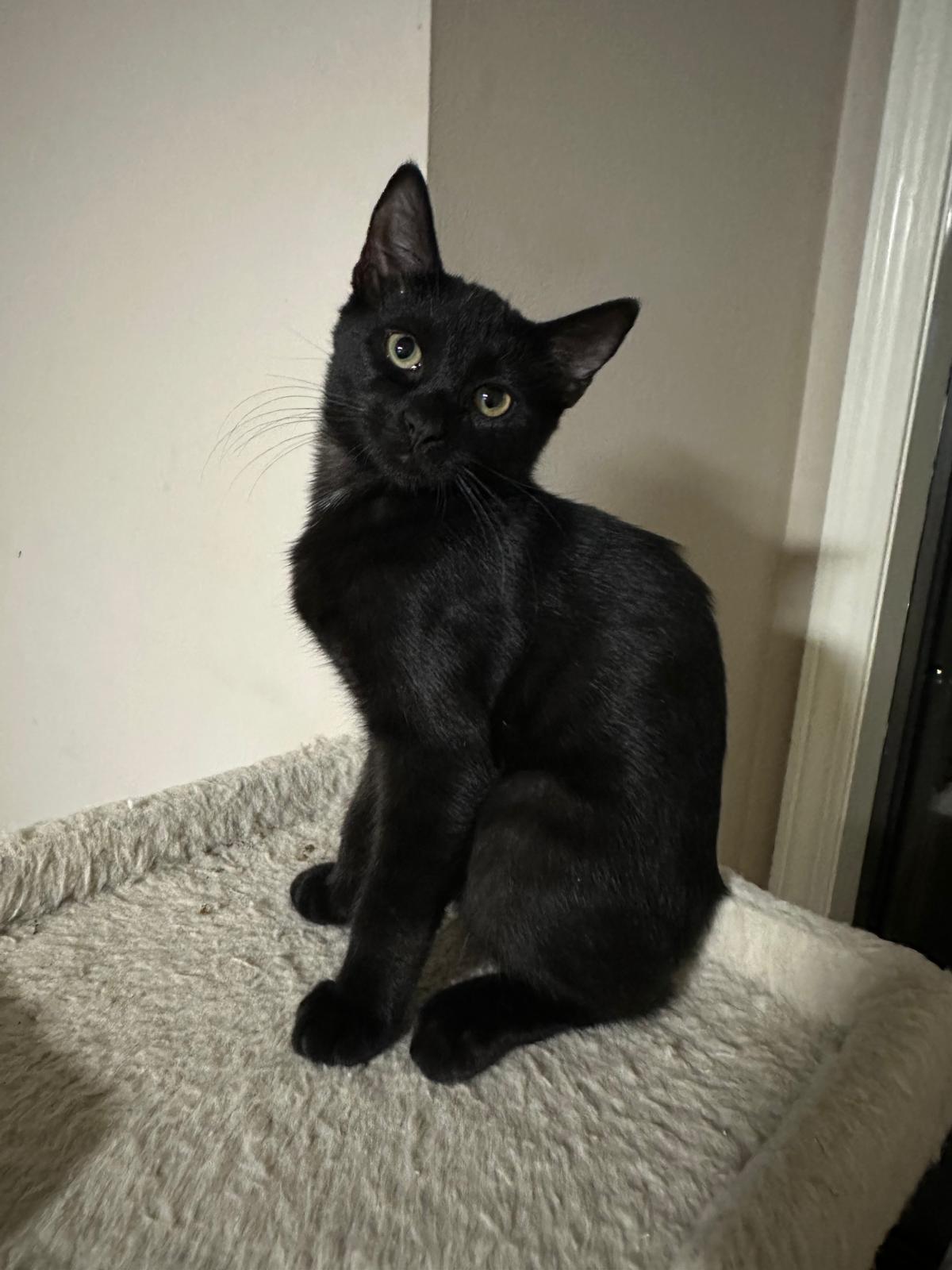 Enlarge Onyx, a Adoptable Domestic Short Hair in Lawrenceville, GA image 5/5