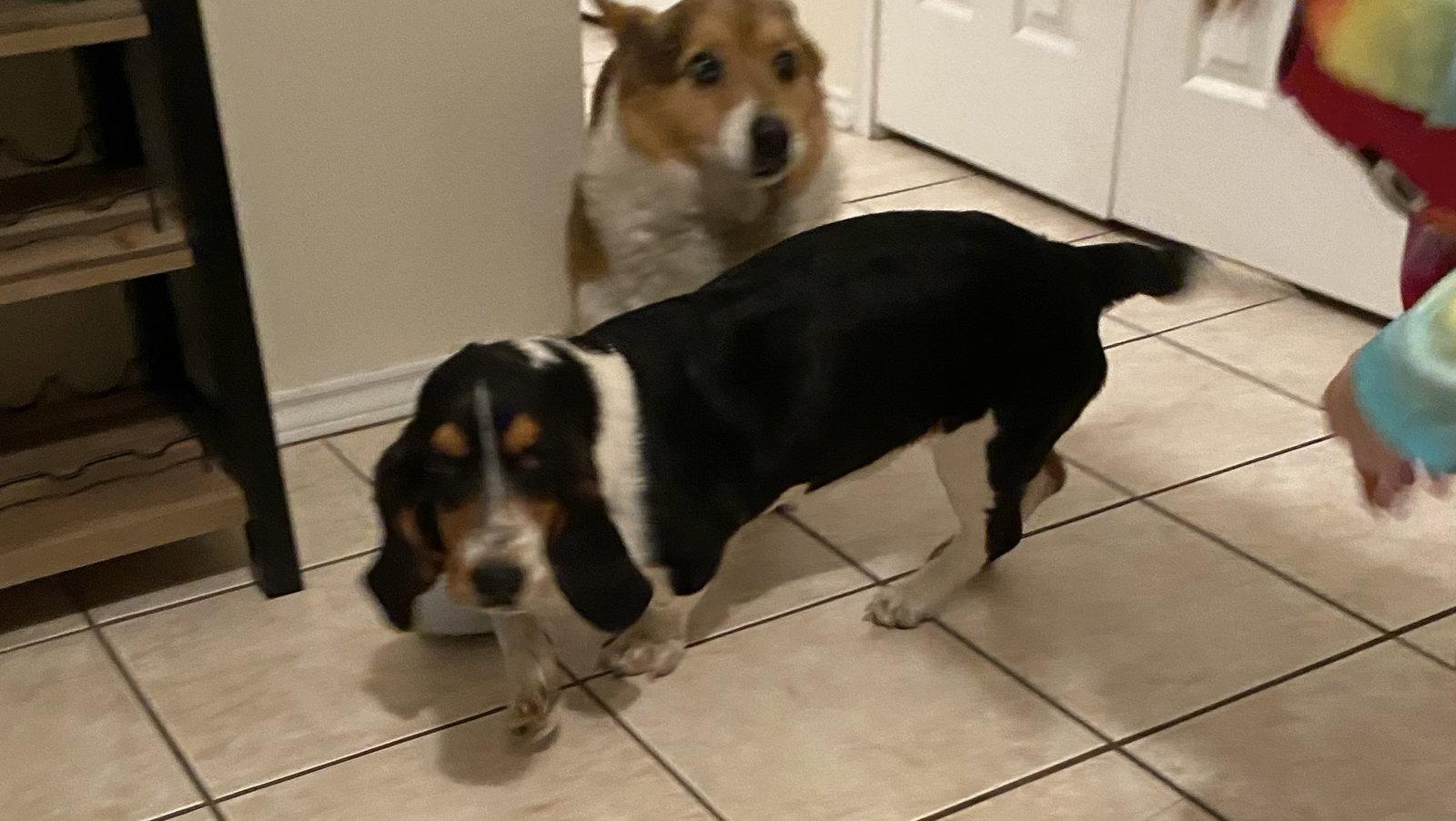 Enlarge Maggie, a Adoptable Basset Hound in Grapevine, TX image 1/2