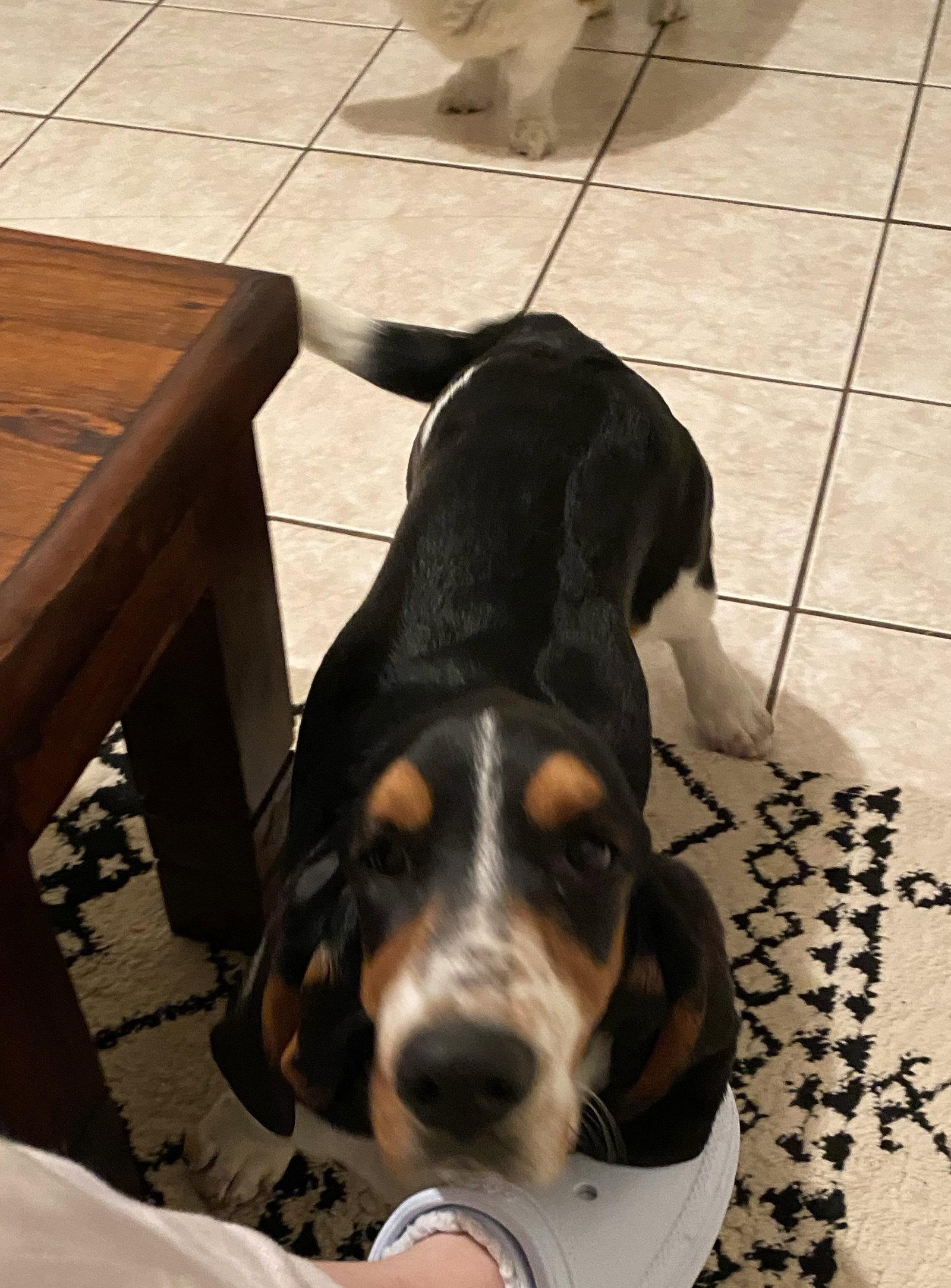 Enlarge Maggie, a Adoptable Basset Hound in Grapevine, TX image 2/2