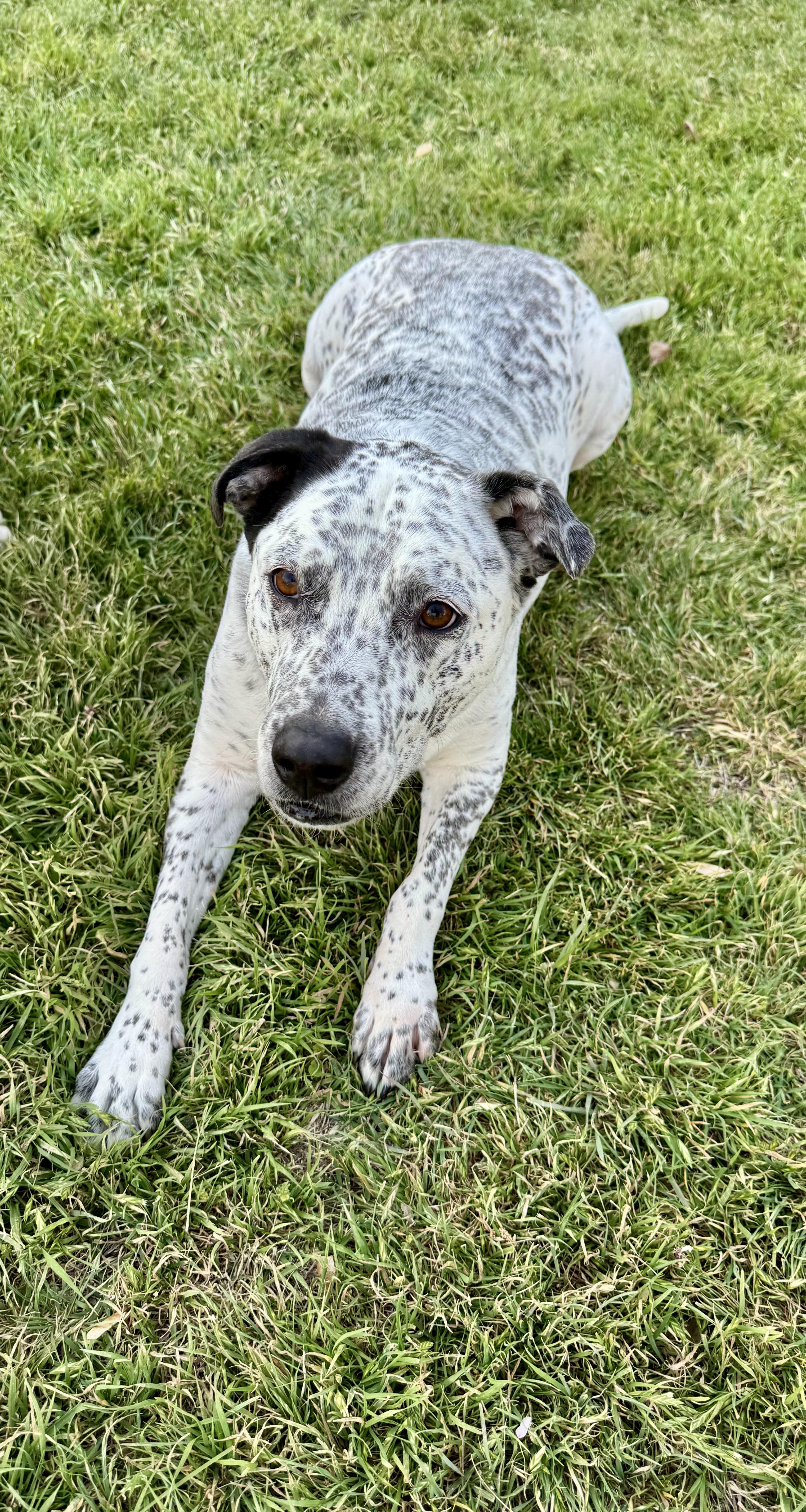 Stella, a ADOPTABLE mixed breed in Benbrook, TX image 4/5