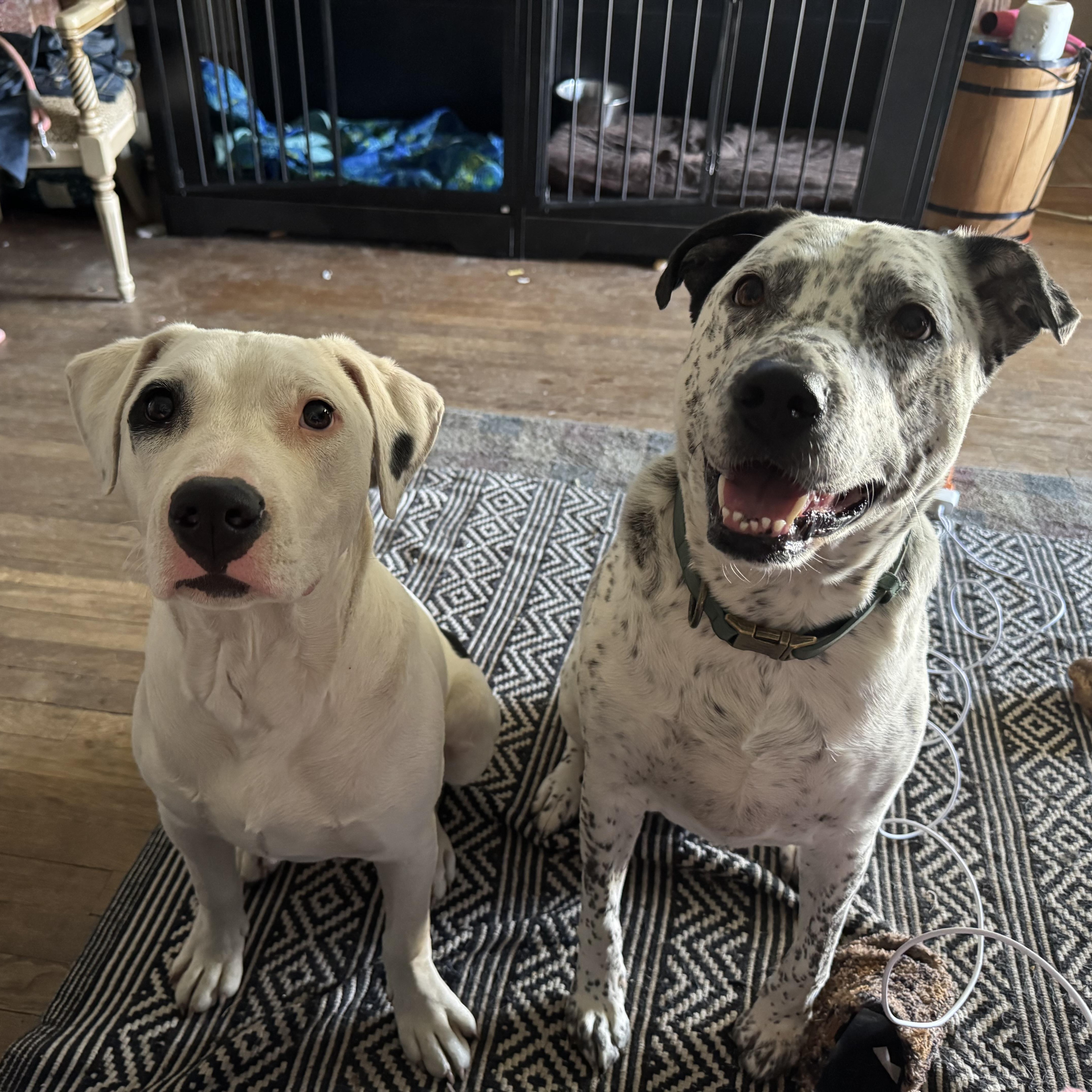 Stella, a ADOPTABLE mixed breed in Benbrook, TX image 3/5
