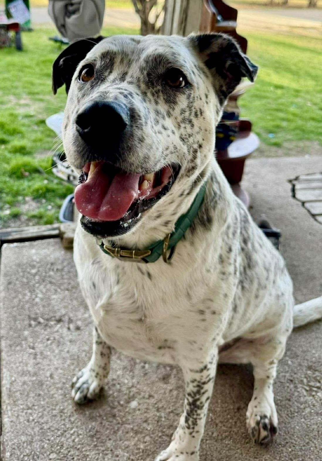 Stella, a ADOPTABLE mixed breed in Benbrook, TX image 2/5