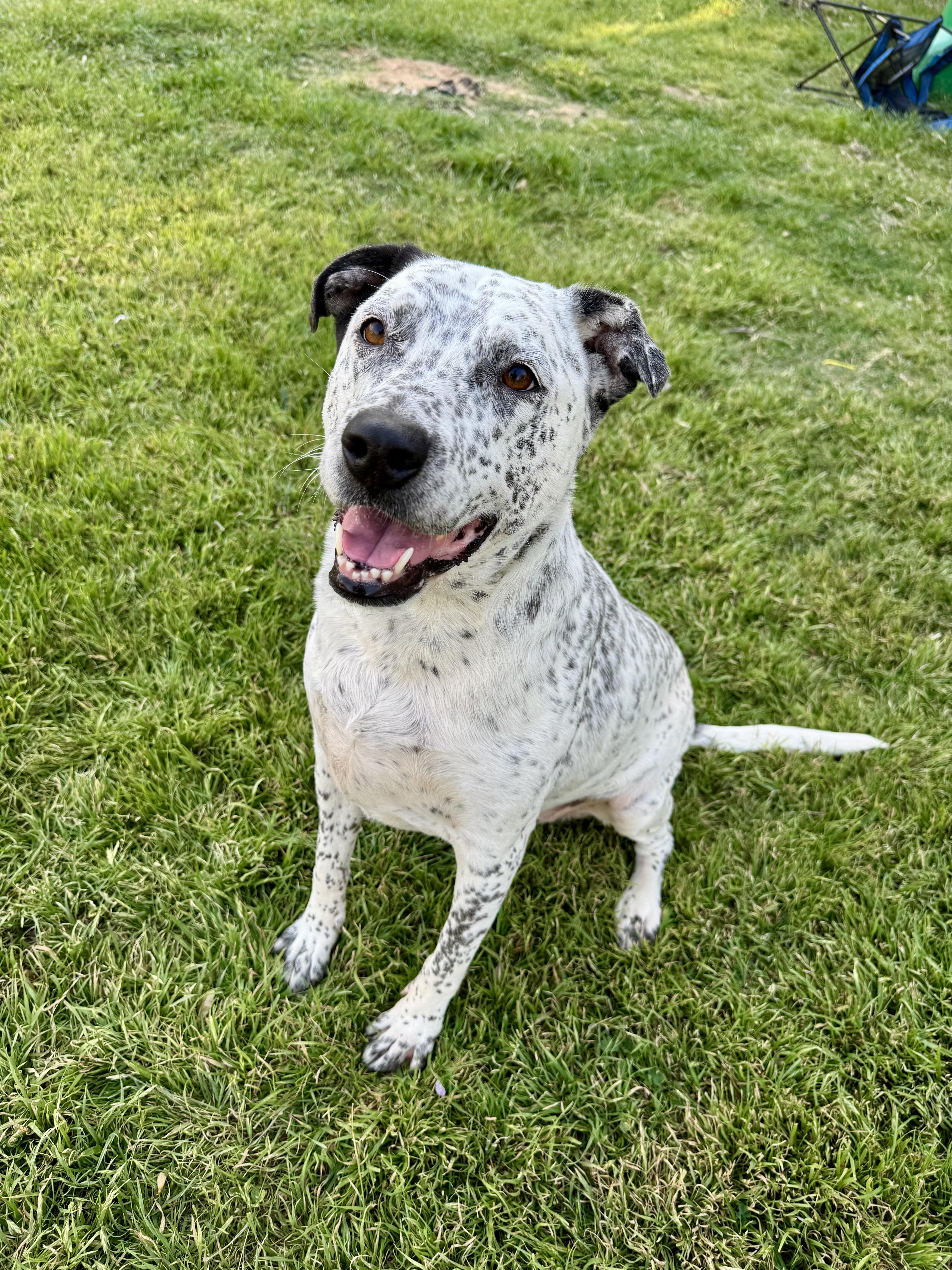 Stella, a ADOPTABLE mixed breed in Benbrook, TX image 1/5