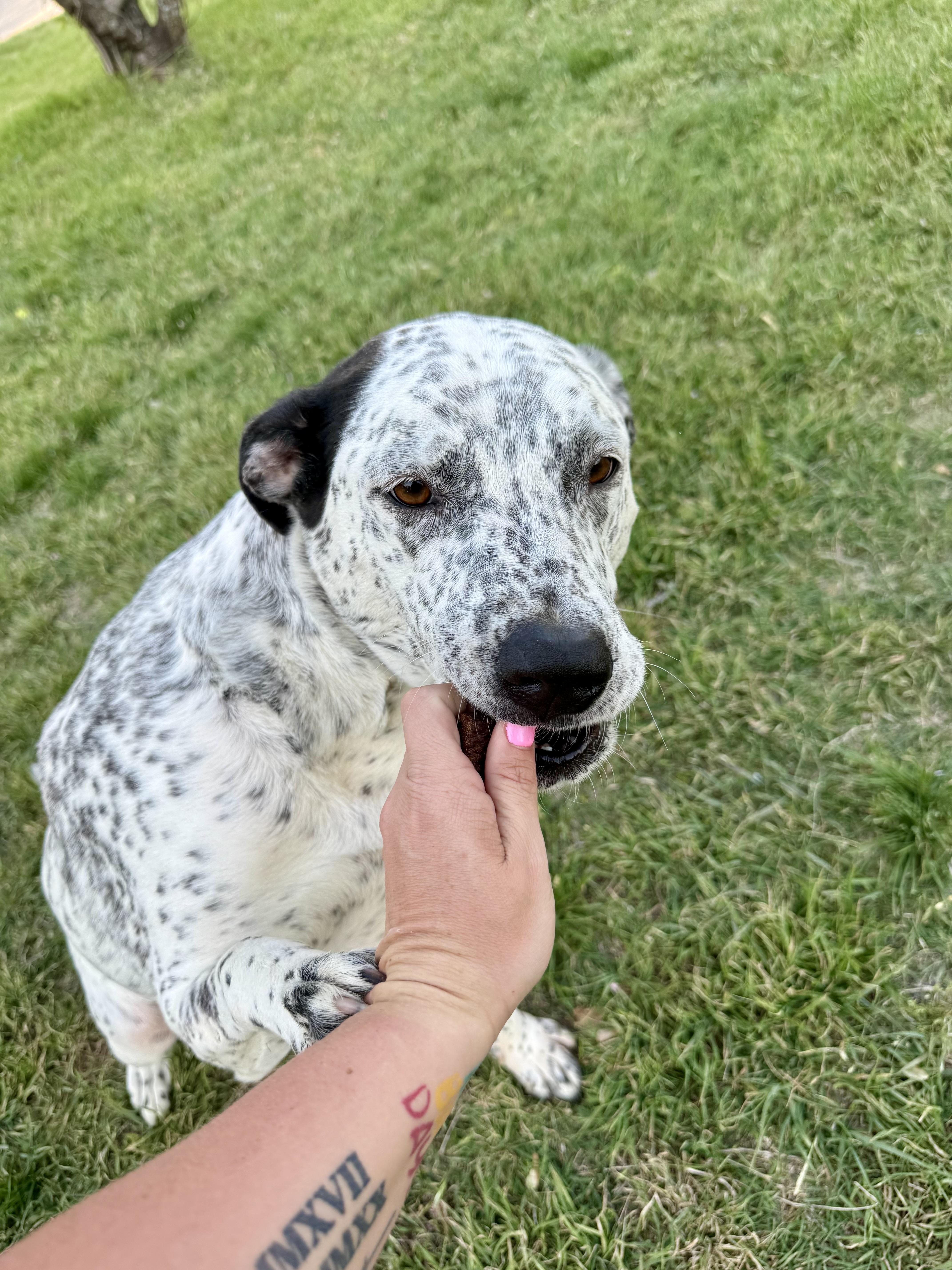 Stella, a ADOPTABLE mixed breed in Benbrook, TX image 5/5