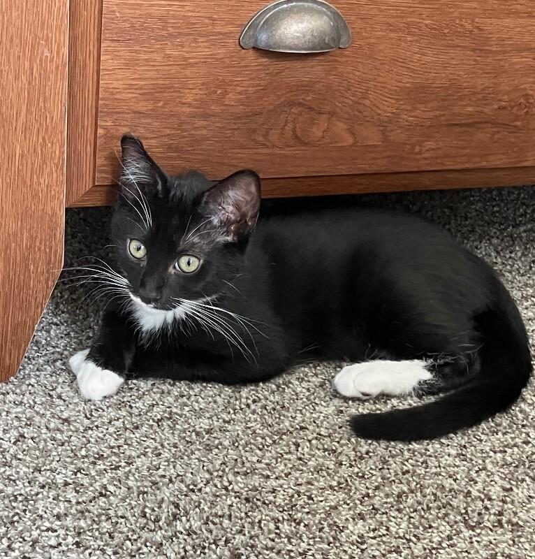 Enlarge Jet, a Adoptable Domestic Short Hair in Arlington, WA image 2/2