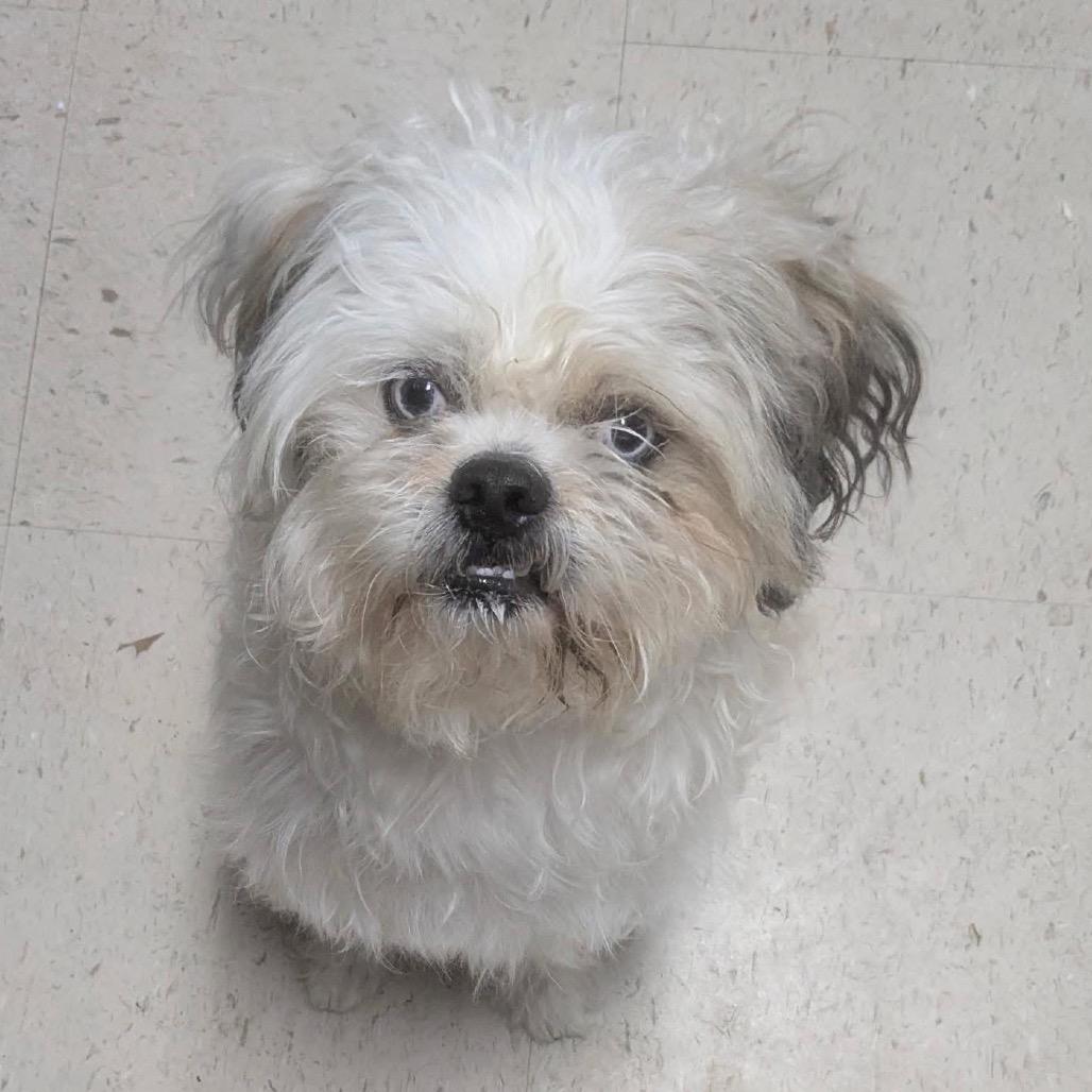 Draco, Adoptable, Adult Male Shih Tzu.