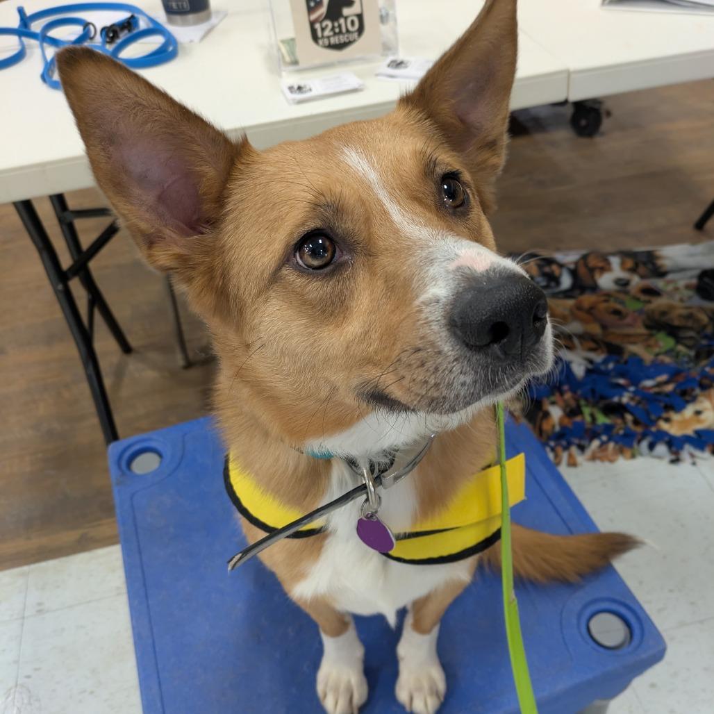 Fiona, Adoptable, Adult Female Cattle Dog & Shepherd.