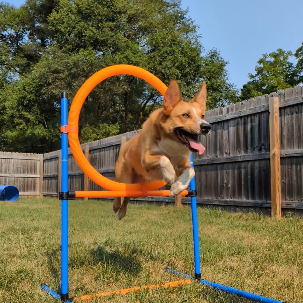 Enlarge Fiona, a Adoptable mixed breed in Attica, MI image 2/4