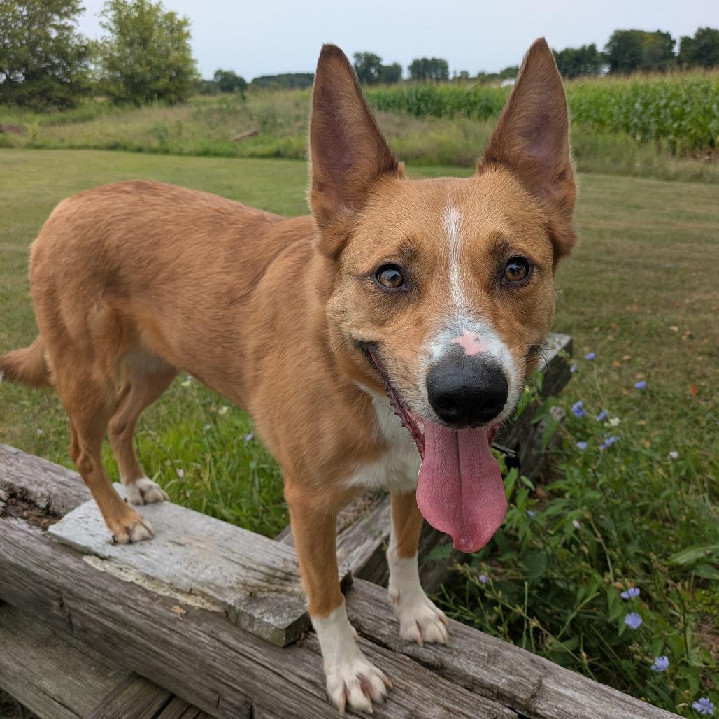 Enlarge Fiona, a Adoptable mixed breed in Attica, MI image 3/4