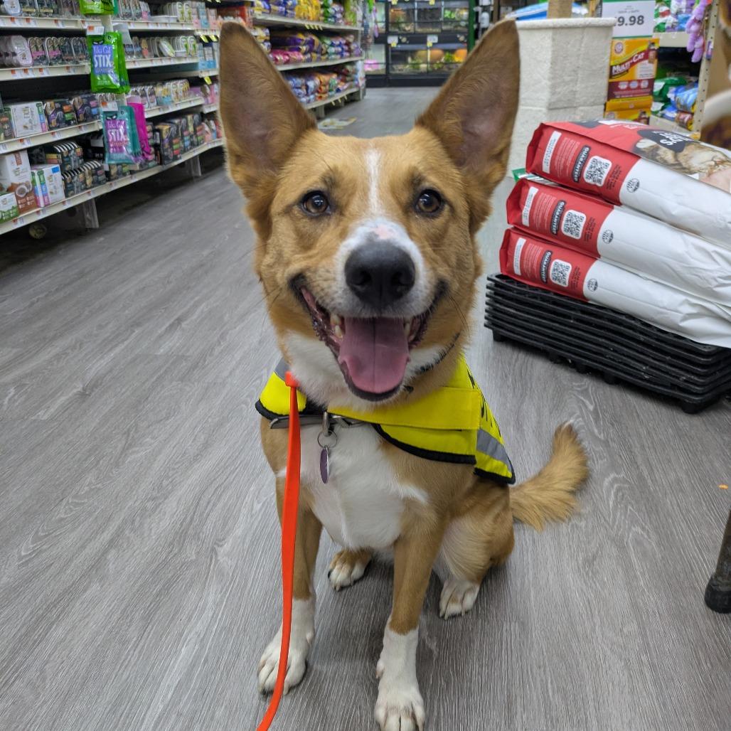 Enlarge Fiona, a Adoptable mixed breed in Attica, MI image 4/4