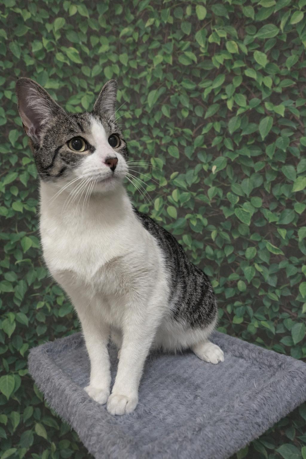 Polar, ADOPTABLE, Young Male Domestic Short Hair.