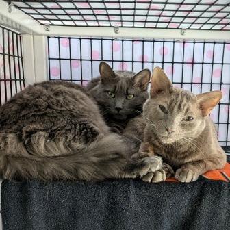 Tatsu, Adoptable, Senior Male Domestic Short Hair.