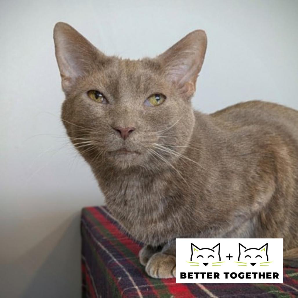 Tatsu, a Adoptable mixed breed in Chicago, IL image 4/5