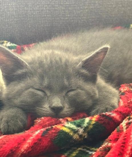 DJ, Adoptable, Kitten Male Domestic Medium Hair.