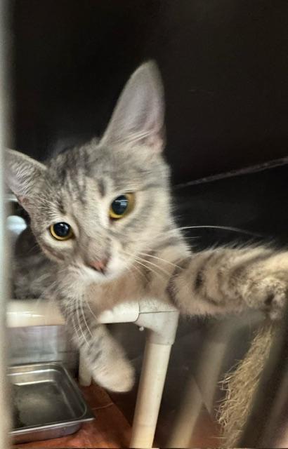FARVA, Adopted, Young Female Domestic Short Hair.