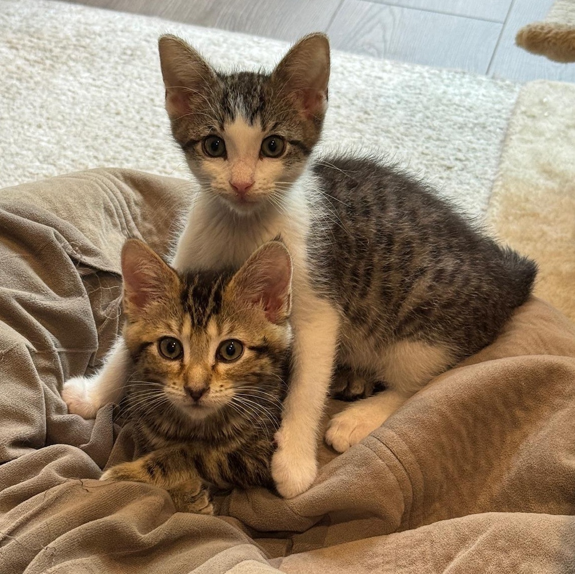 Meet Valentina  Valentino  The Perfect Kitten Duo  Born in early May 2025 Valentina and Valent