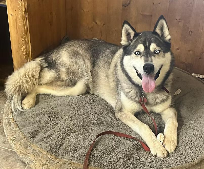Enlarge Kane-COURTESY POST, a ADOPTABLE Alaskan Malamute in Palgrave, ON image 1/1
