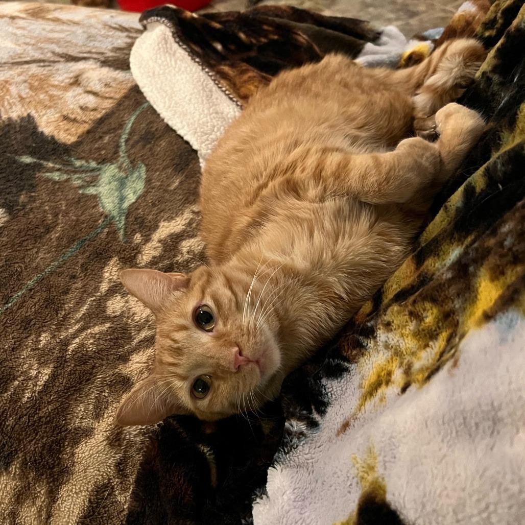 Hairy Todd Lincoln, Adoptable, Adult Male Domestic Short Hair.