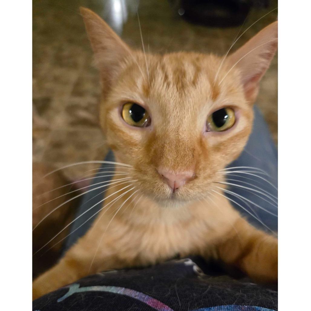 Hairy Todd Lincoln, a Adoptable Domestic Short Hair in Panama City Beach, FL image 3/4