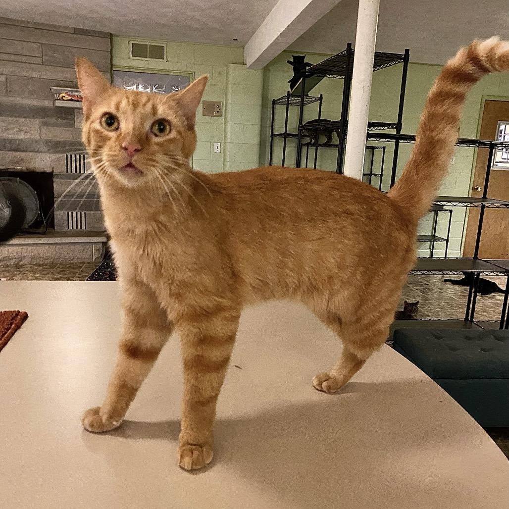 Hairy Todd Lincoln, a Adoptable Domestic Short Hair in Panama City Beach, FL image 4/4