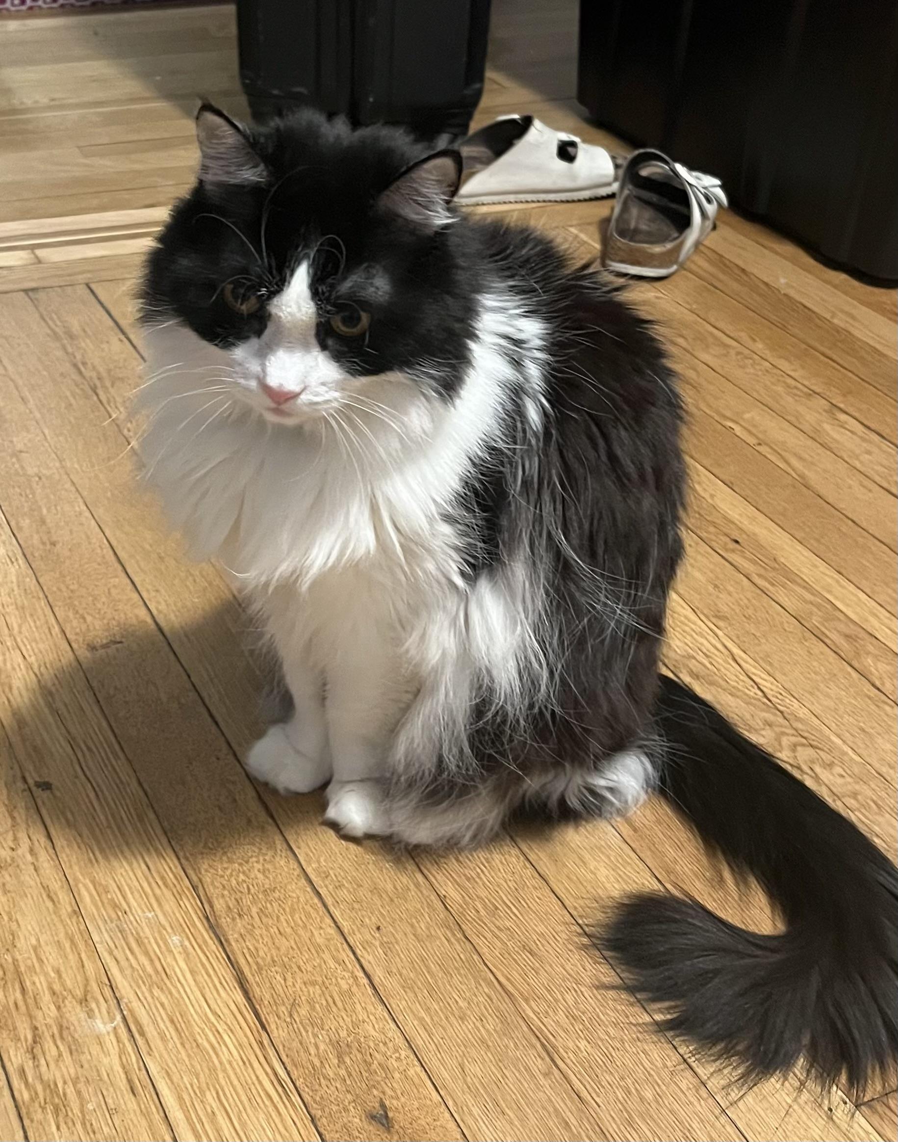 Enlarge Nancy, a Adopted Domestic Long Hair in New York, NY image 1/4