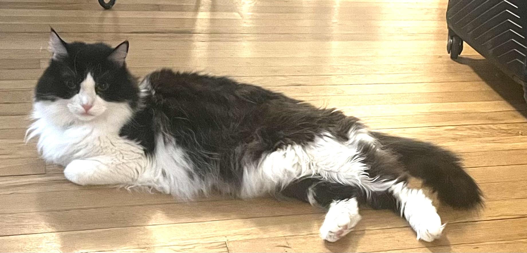 Enlarge Nancy, a Adopted Domestic Long Hair in New York, NY image 2/4