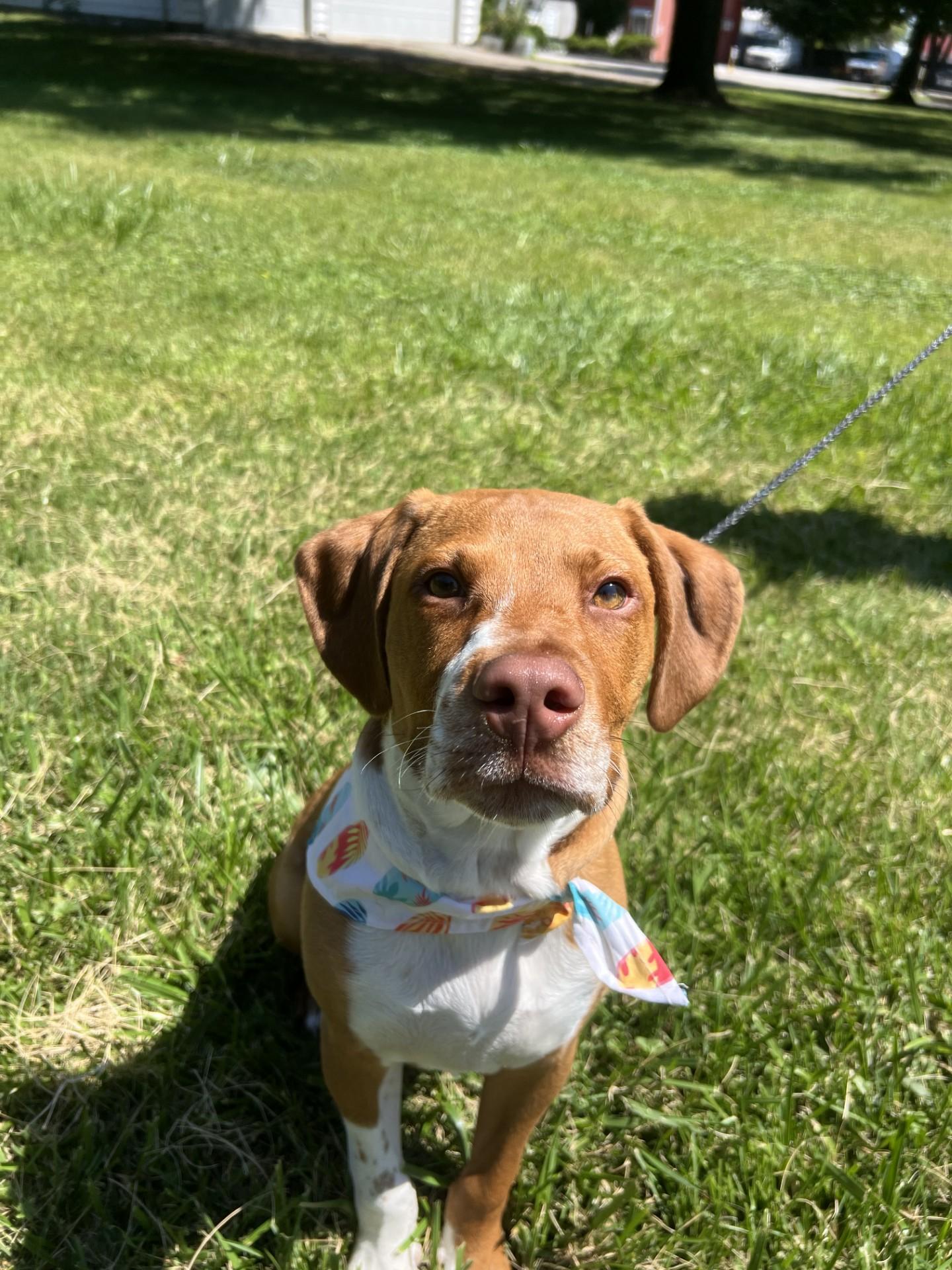Enlarge Tank, a Adoptable mixed breed in Upper Sandusky, OH image 1/3