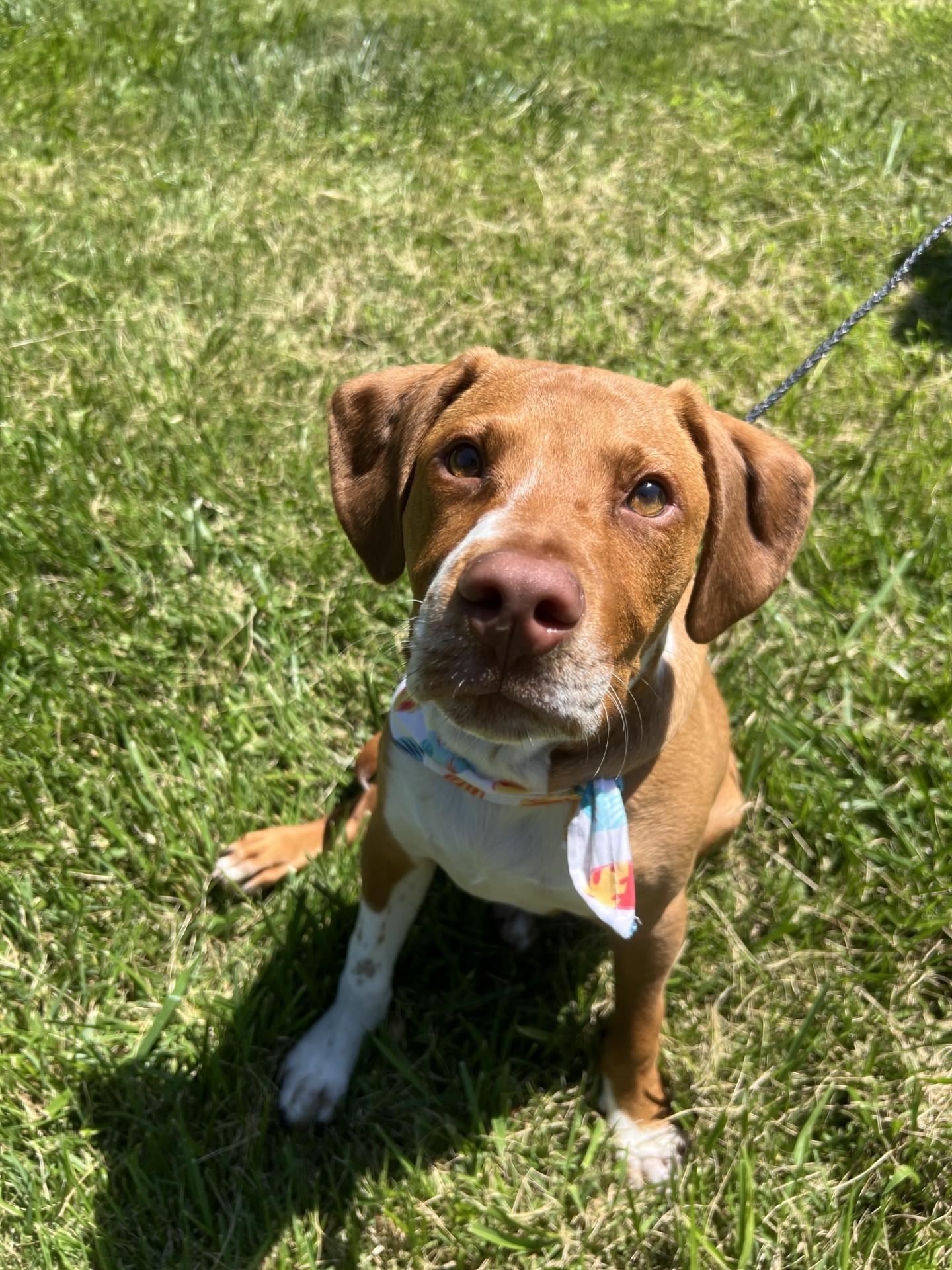 Enlarge Tank, a Adoptable mixed breed in Upper Sandusky, OH image 2/3