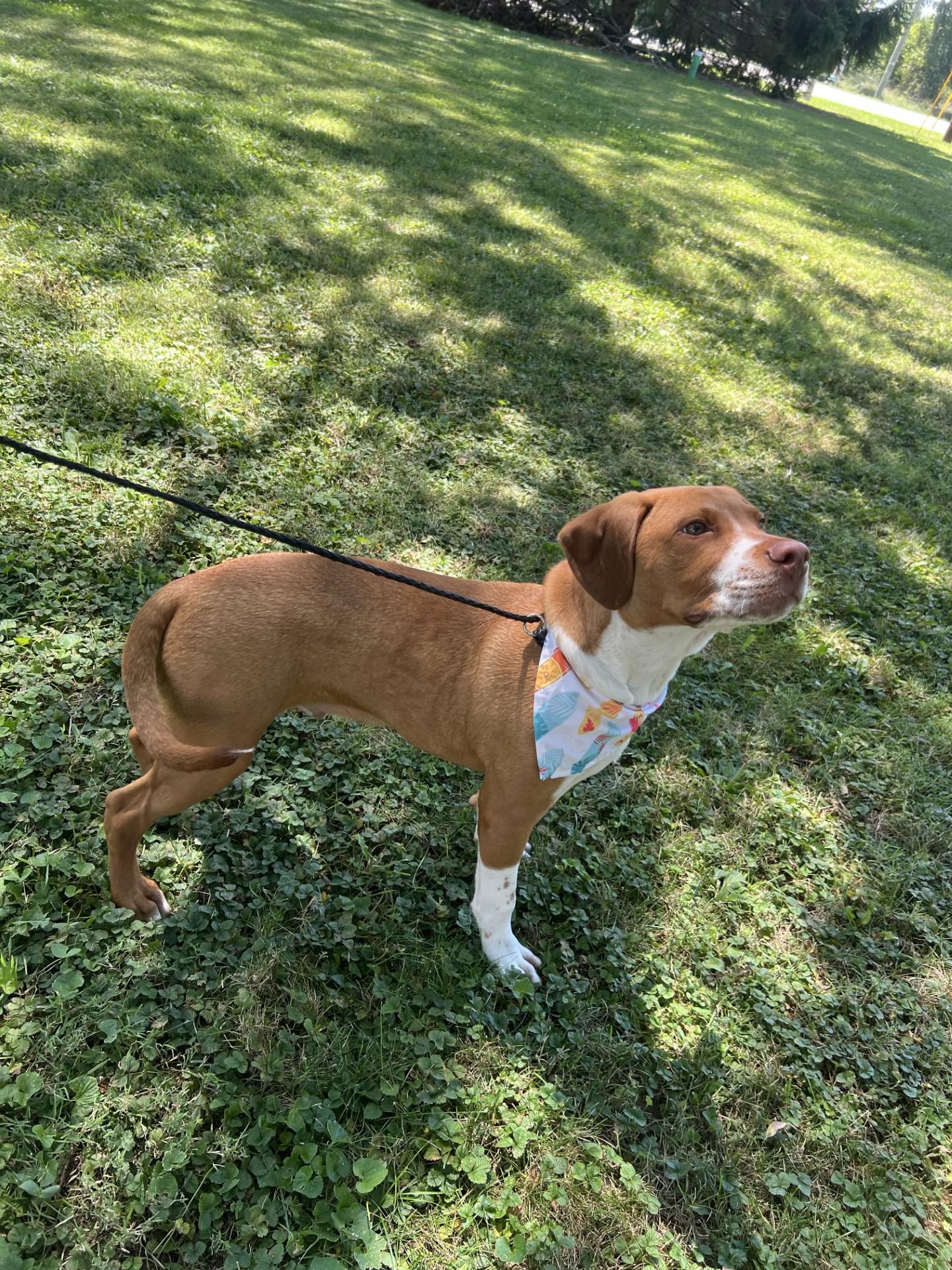 Enlarge Tank, a Adoptable mixed breed in Upper Sandusky, OH image 3/3
