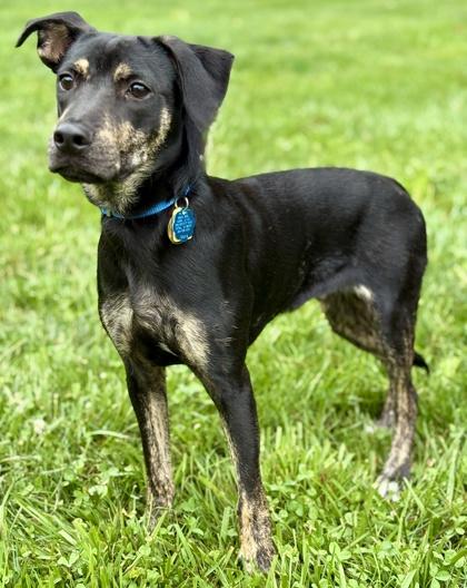 Roscoe, Adoptable, Puppy Male Shepherd & Mixed Breed.
