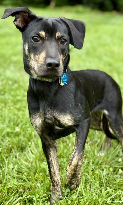 Roscoe, a Adoptable mixed breed in Malvern, PA image 2/3