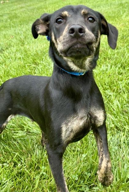 Roscoe, a Adoptable mixed breed in Malvern, PA image 2/3