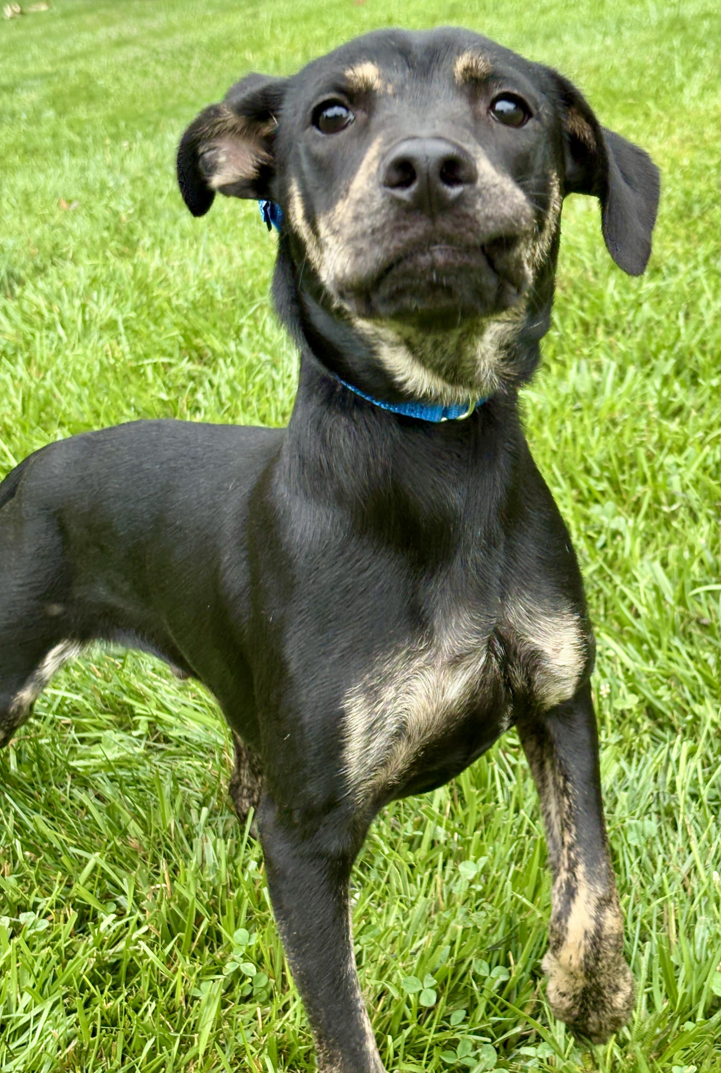 Roscoe