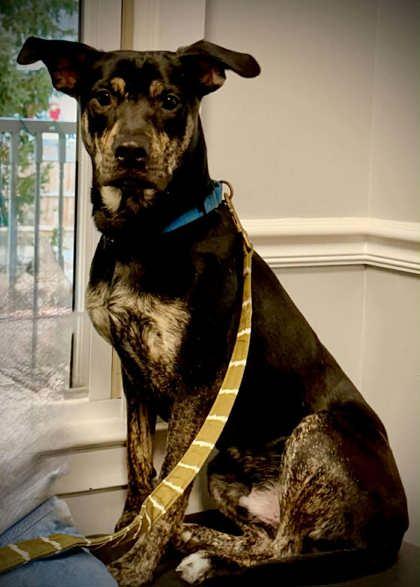 Roscoe, a Adoptable mixed breed in Malvern, PA image 3/3