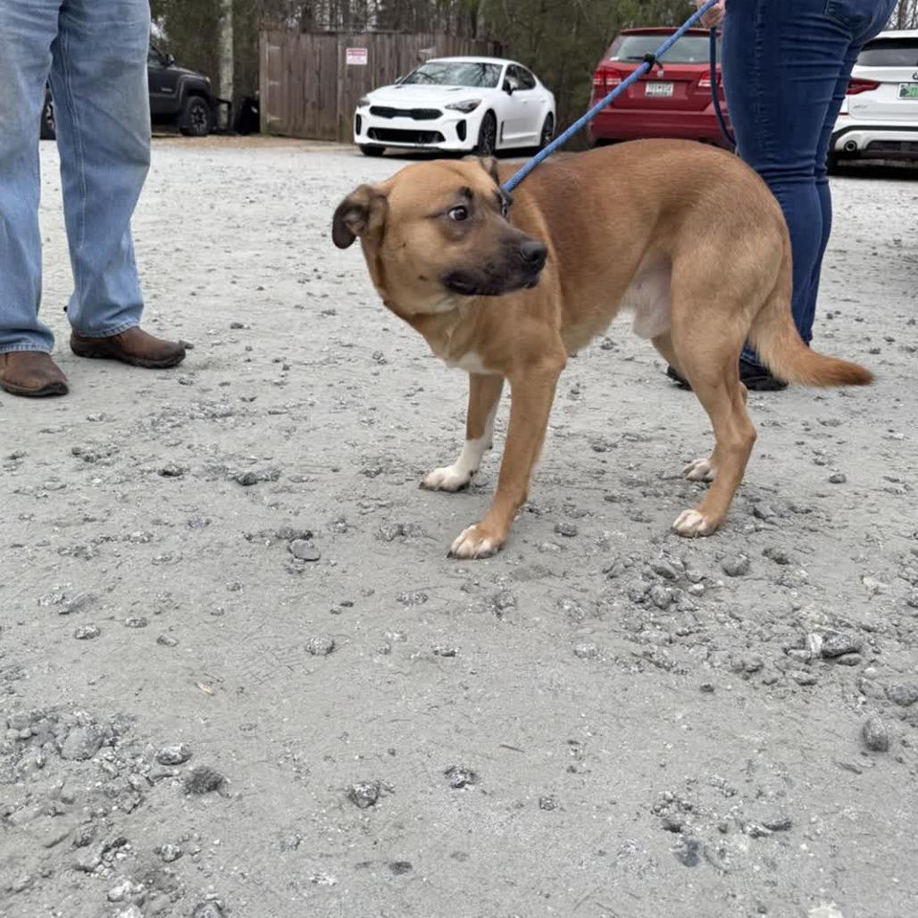 Charlie, Adoptable, Adult Male Belgian Shepherd / Malinois & Mixed Breed.